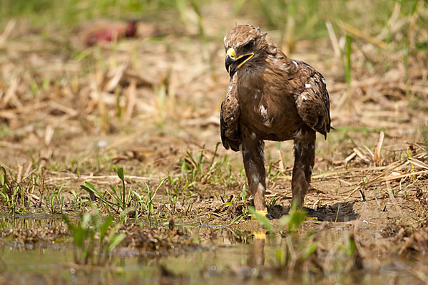 Steppenadler (Aquila nipalensis)