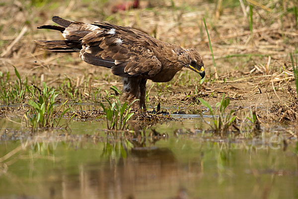 Steppenadler (Aquila nipalensis)