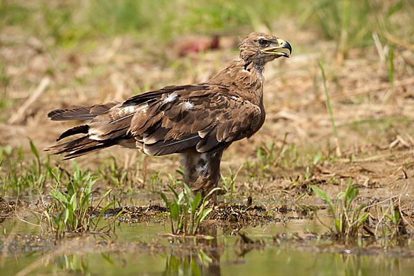 Steppenadler (Aquila nipalensis)