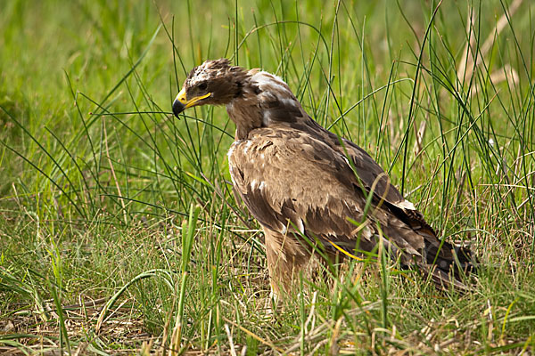 Steppenadler (Aquila nipalensis)