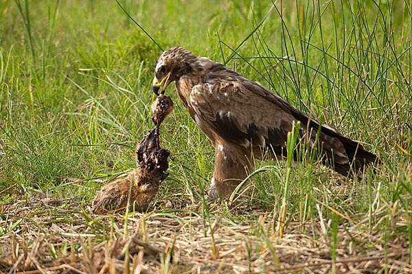 Steppenadler (Aquila nipalensis)