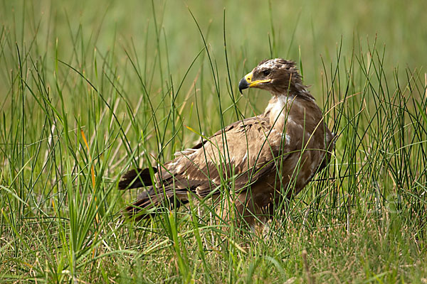 Steppenadler (Aquila nipalensis)