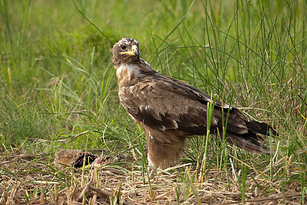 Steppenadler (Aquila nipalensis)