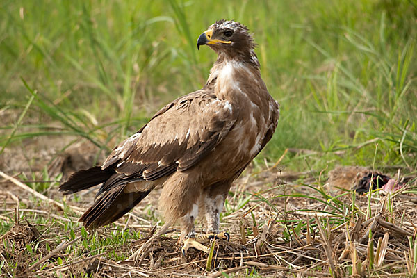 Steppenadler (Aquila nipalensis)