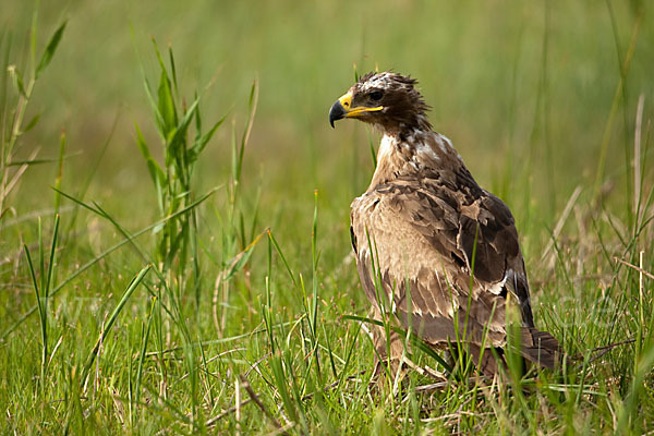 Steppenadler (Aquila nipalensis)