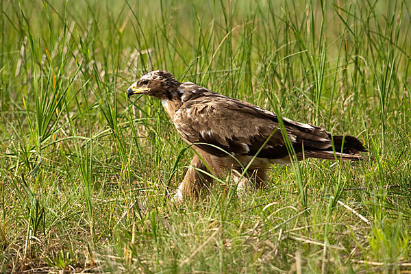 Steppenadler (Aquila nipalensis)