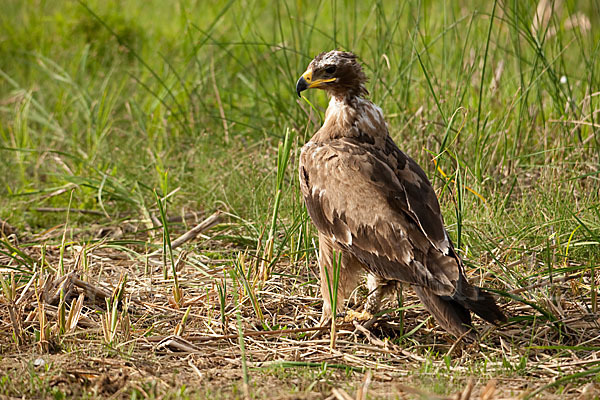 Steppenadler (Aquila nipalensis)