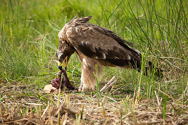 Steppenadler (Aquila nipalensis)