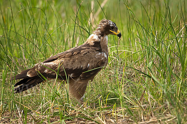 Steppenadler (Aquila nipalensis)