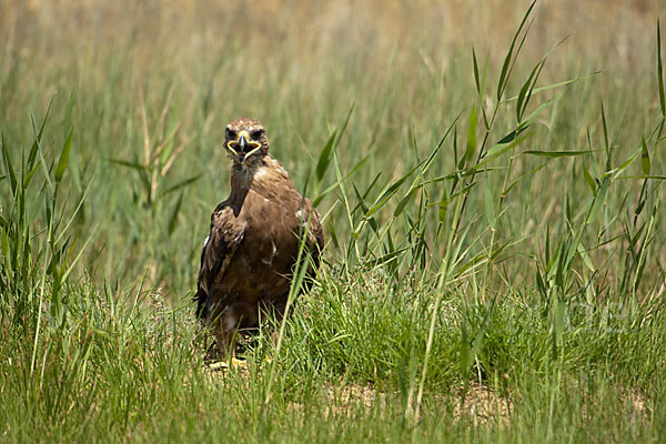 Steppenadler (Aquila nipalensis)