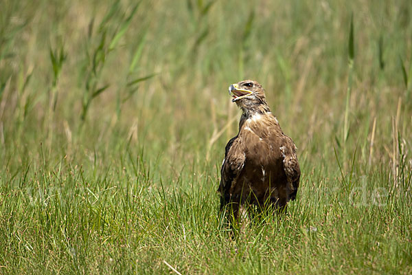 Steppenadler (Aquila nipalensis)