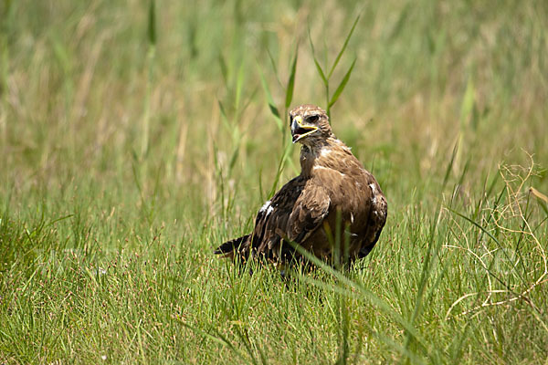 Steppenadler (Aquila nipalensis)