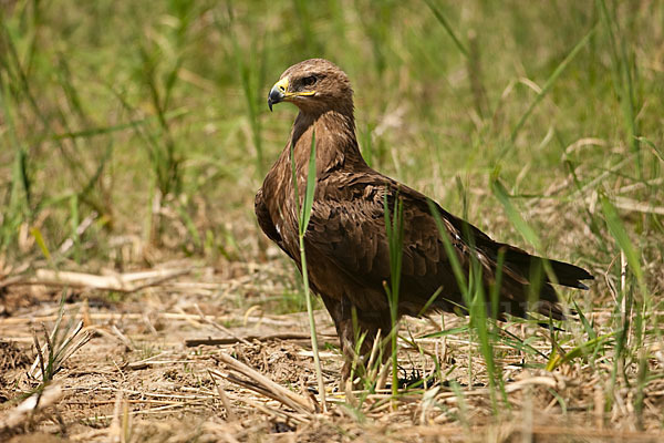 Steppenadler (Aquila nipalensis)