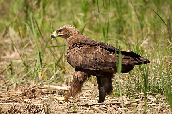 Steppenadler (Aquila nipalensis)