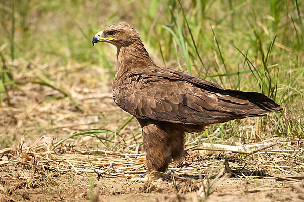 Steppenadler (Aquila nipalensis)