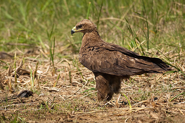 Steppenadler (Aquila nipalensis)