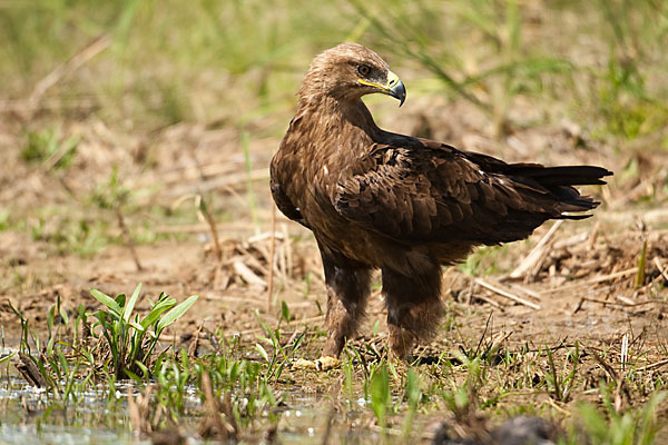 Steppenadler (Aquila nipalensis)