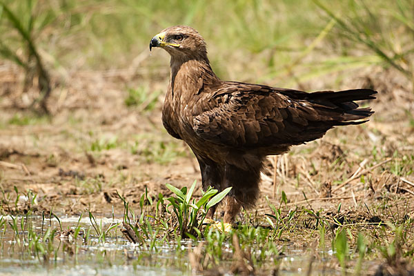 Steppenadler (Aquila nipalensis)