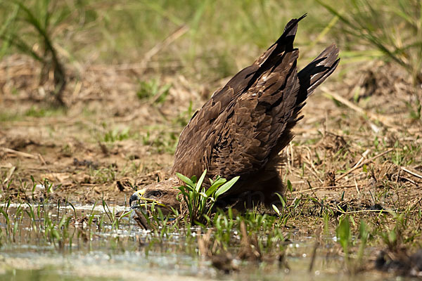 Steppenadler (Aquila nipalensis)