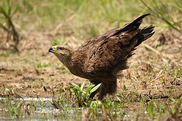 Steppenadler (Aquila nipalensis)