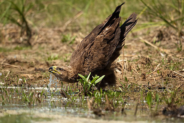 Steppenadler (Aquila nipalensis)