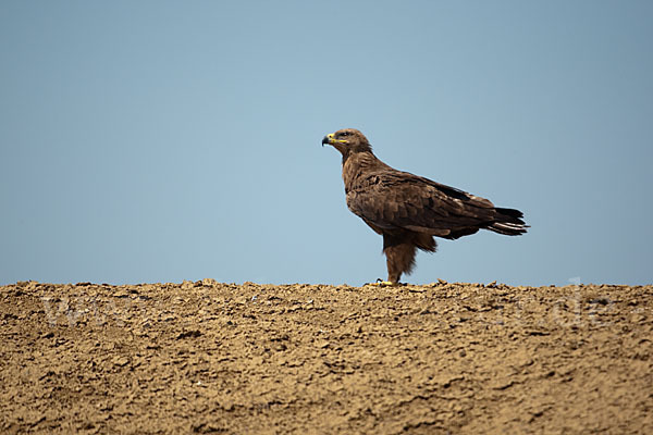 Steppenadler (Aquila nipalensis)