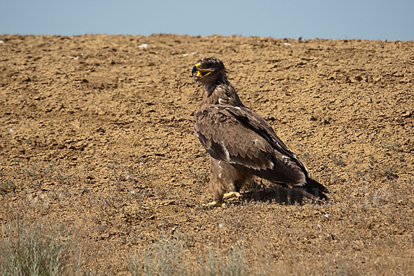 Steppenadler (Aquila nipalensis)