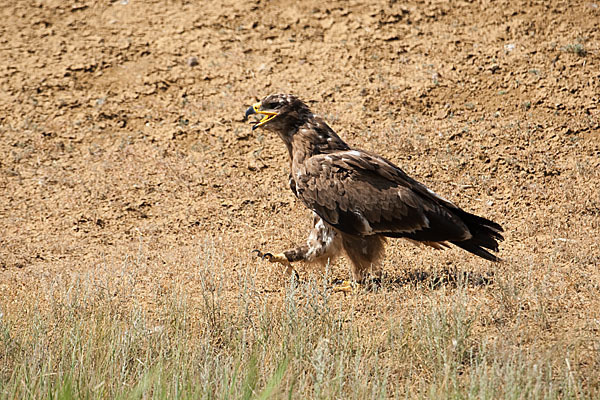 Steppenadler (Aquila nipalensis)