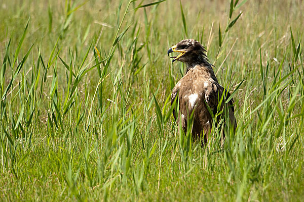 Steppenadler (Aquila nipalensis)