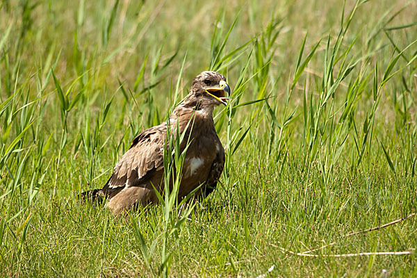 Steppenadler (Aquila nipalensis)