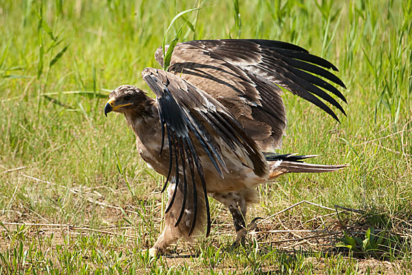 Steppenadler (Aquila nipalensis)