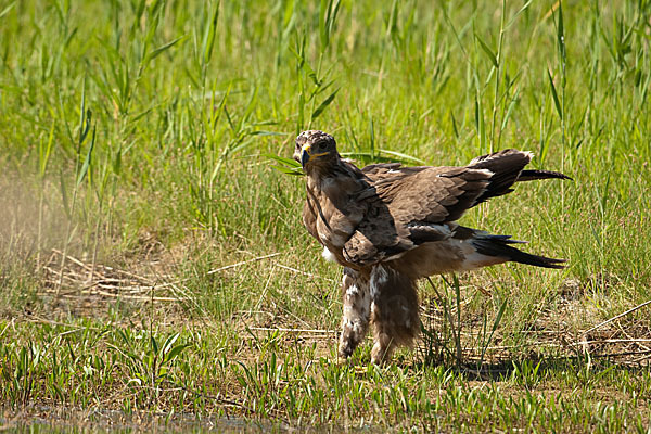 Steppenadler (Aquila nipalensis)