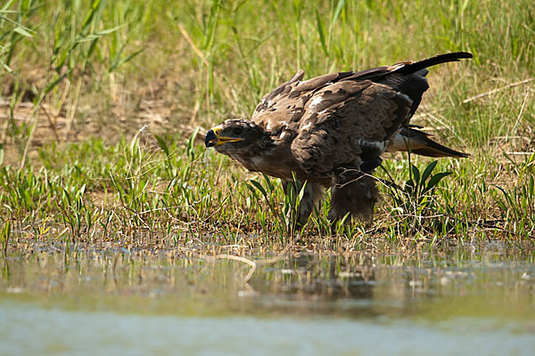 Steppenadler (Aquila nipalensis)