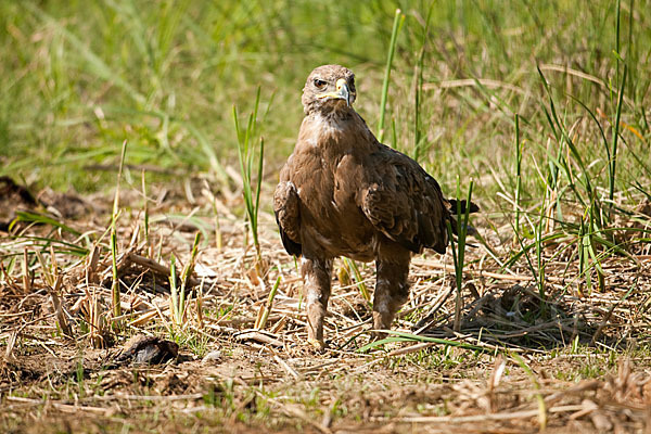 Steppenadler (Aquila nipalensis)