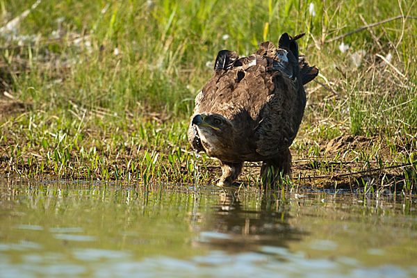 Steppenadler (Aquila nipalensis)