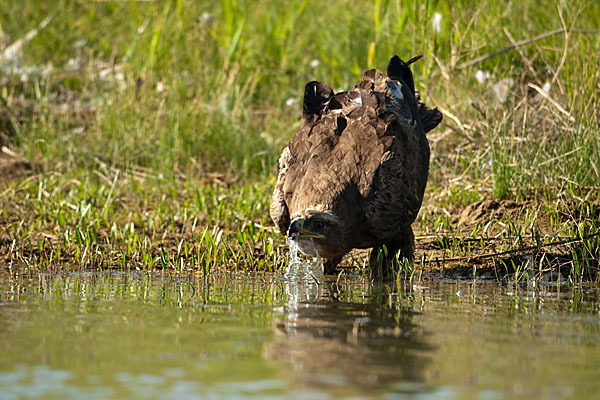 Steppenadler (Aquila nipalensis)