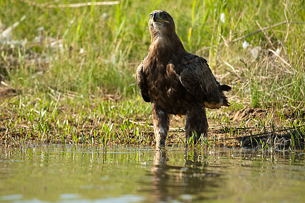 Steppenadler (Aquila nipalensis)