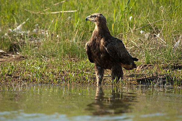 Steppenadler (Aquila nipalensis)