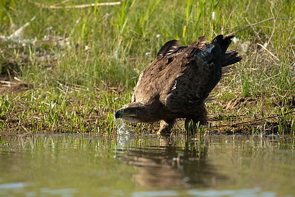 Steppenadler (Aquila nipalensis)