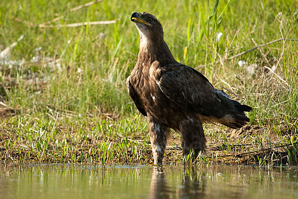 Steppenadler (Aquila nipalensis)