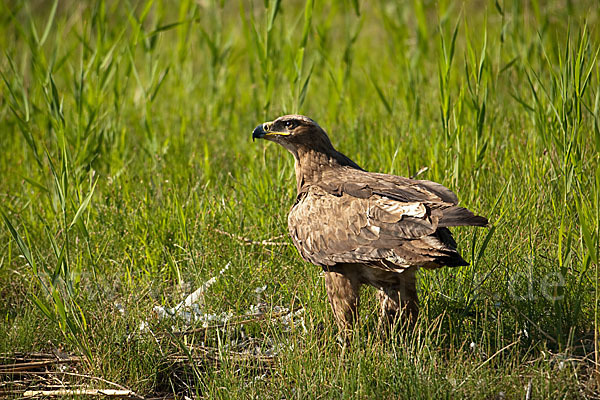 Steppenadler (Aquila nipalensis)