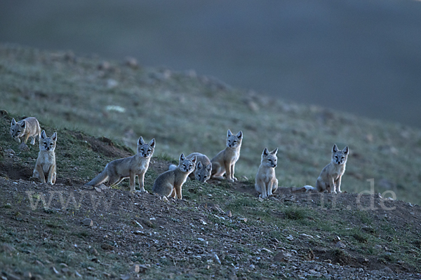 Steppenfuchs (Vulpes corsac)