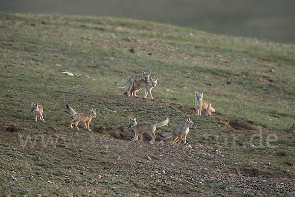 Steppenfuchs (Vulpes corsac)