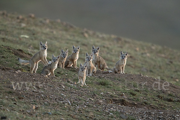 Steppenfuchs (Vulpes corsac)