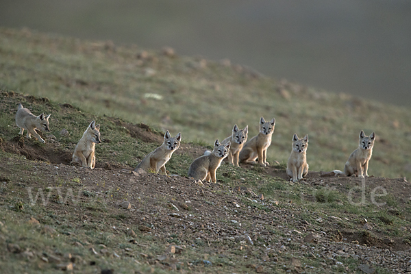 Steppenfuchs (Vulpes corsac)