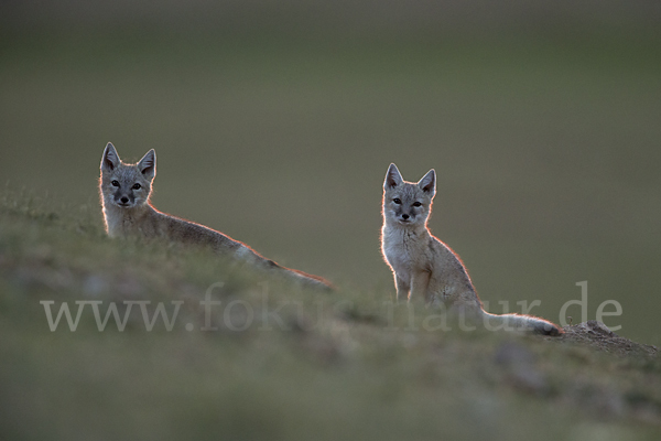 Steppenfuchs (Vulpes corsac)