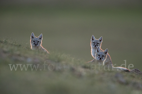 Steppenfuchs (Vulpes corsac)