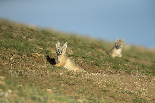 Steppenfuchs (Vulpes corsac)