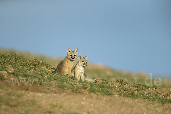 Steppenfuchs (Vulpes corsac)