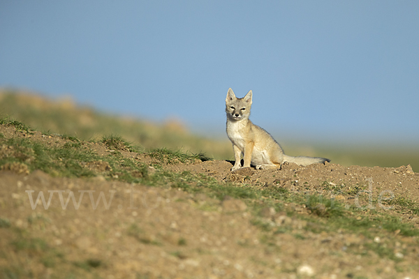 Steppenfuchs (Vulpes corsac)